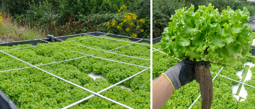 Lettuce production in aquaponic system